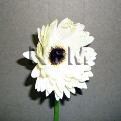 gerbera daisy flowers wholesale white